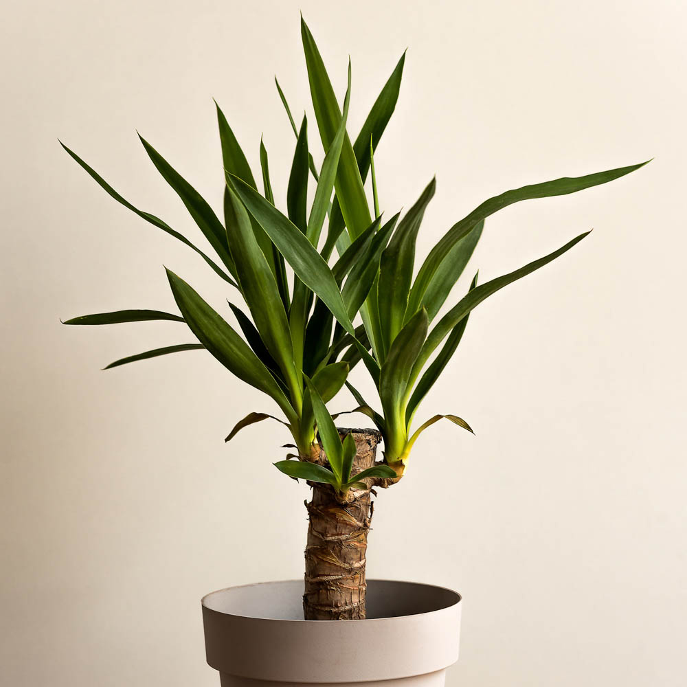 YouGarden Yucca Single Stem Plant Image 2