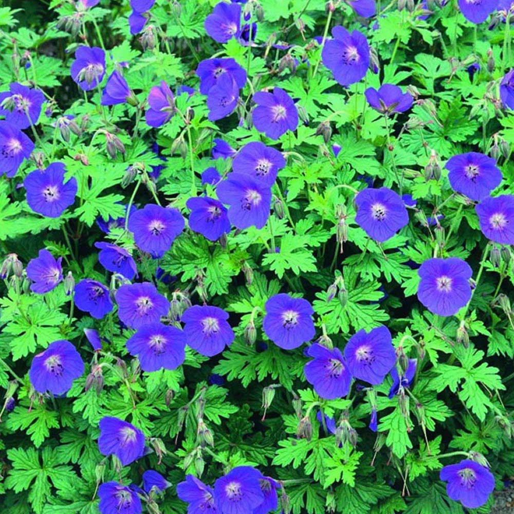 Wilko Geranium Johnson Blue Spring Planting Bulb Pack Image