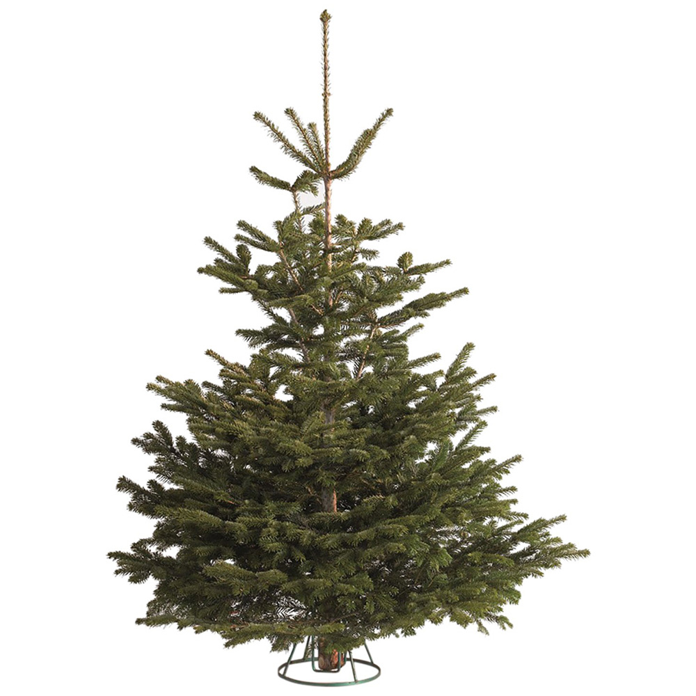 Nordman Fir Christmas Tree - Green / 6ft Image 1