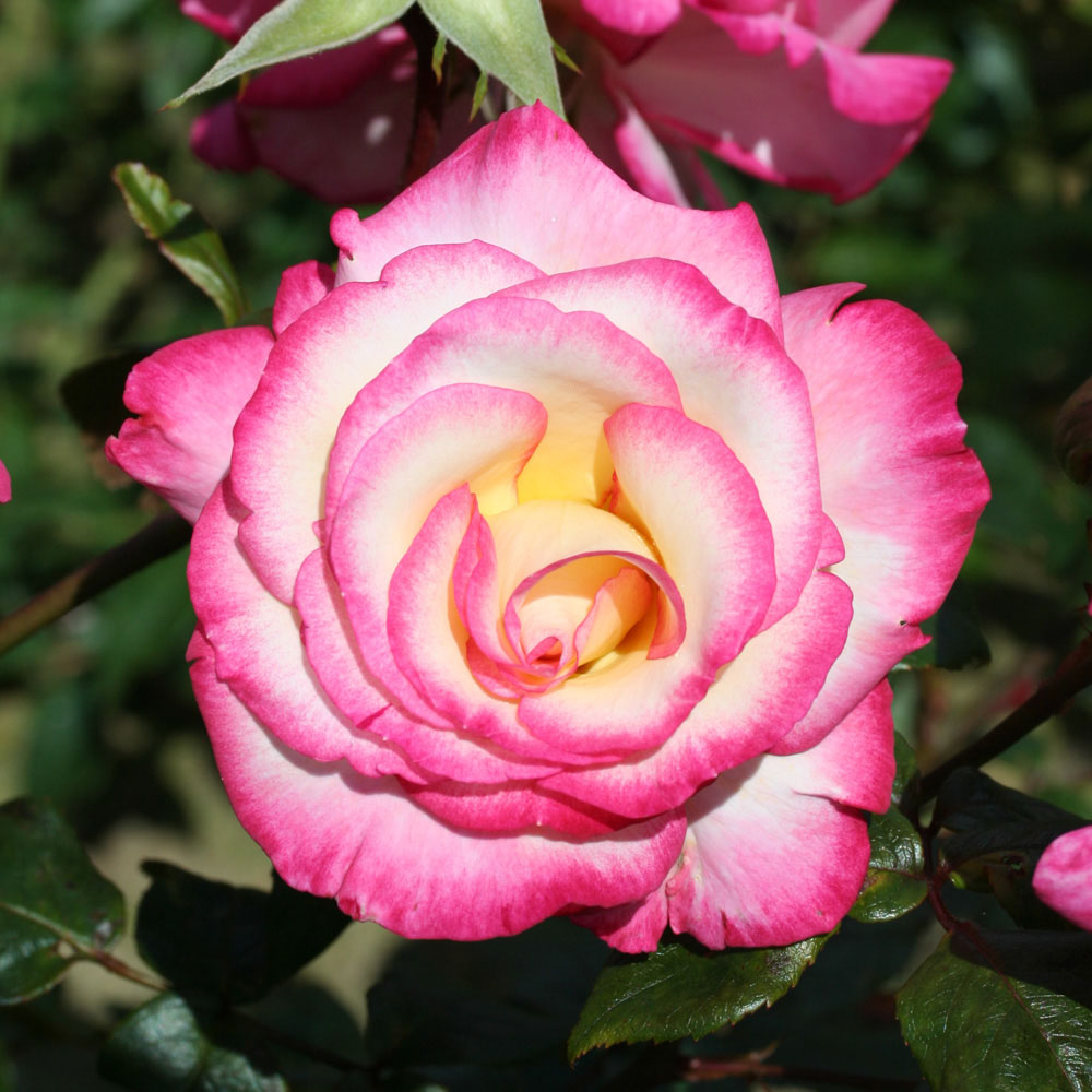 YouGarden Handel Climbing Rose Pot 3L Image 2