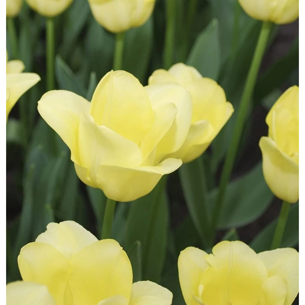 Thompson and Morgan Tulip Mid World Friendship Planting Bulb 8 Pack Image 3