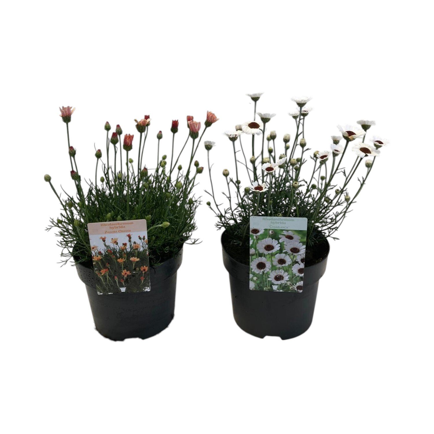 Rhodanthemum Perennial Plant Orange Image