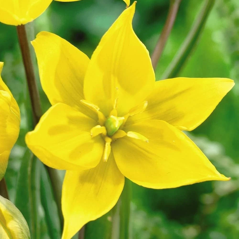 Thompson and Morgan Tulip Woodland Tulip Planting Bulb 16 Pack Image 3