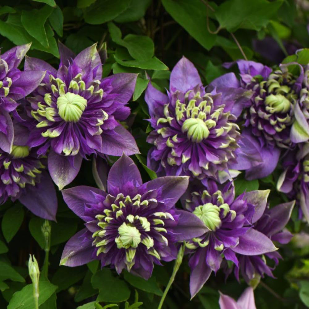 Thompson and Morgan Clematis Taiga Plant Pot 3L 2 Pack Image 3