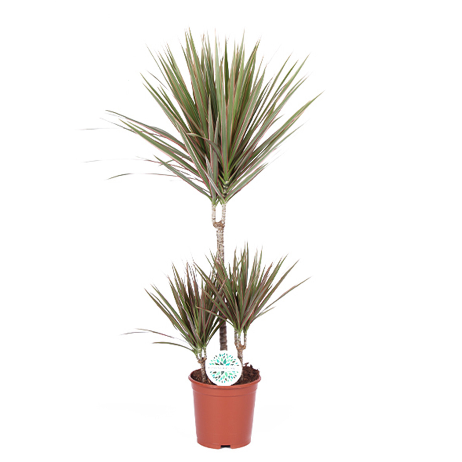 Dracaena Bicolor Image