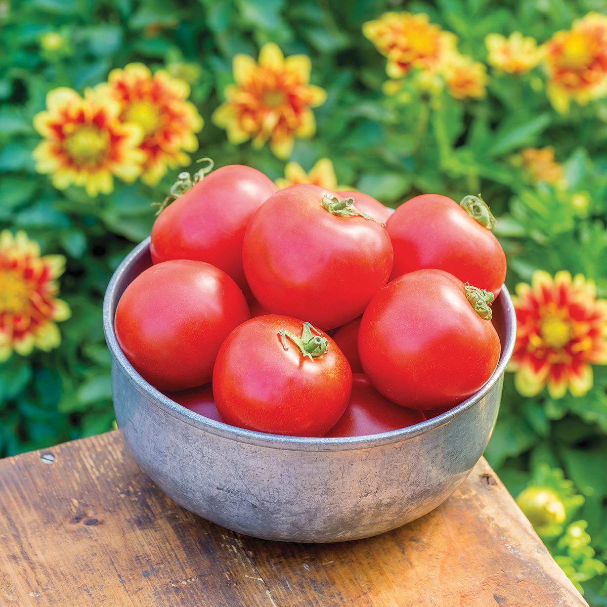 Johnsons Tomato Crimson Crush F1 Seeds Image 1