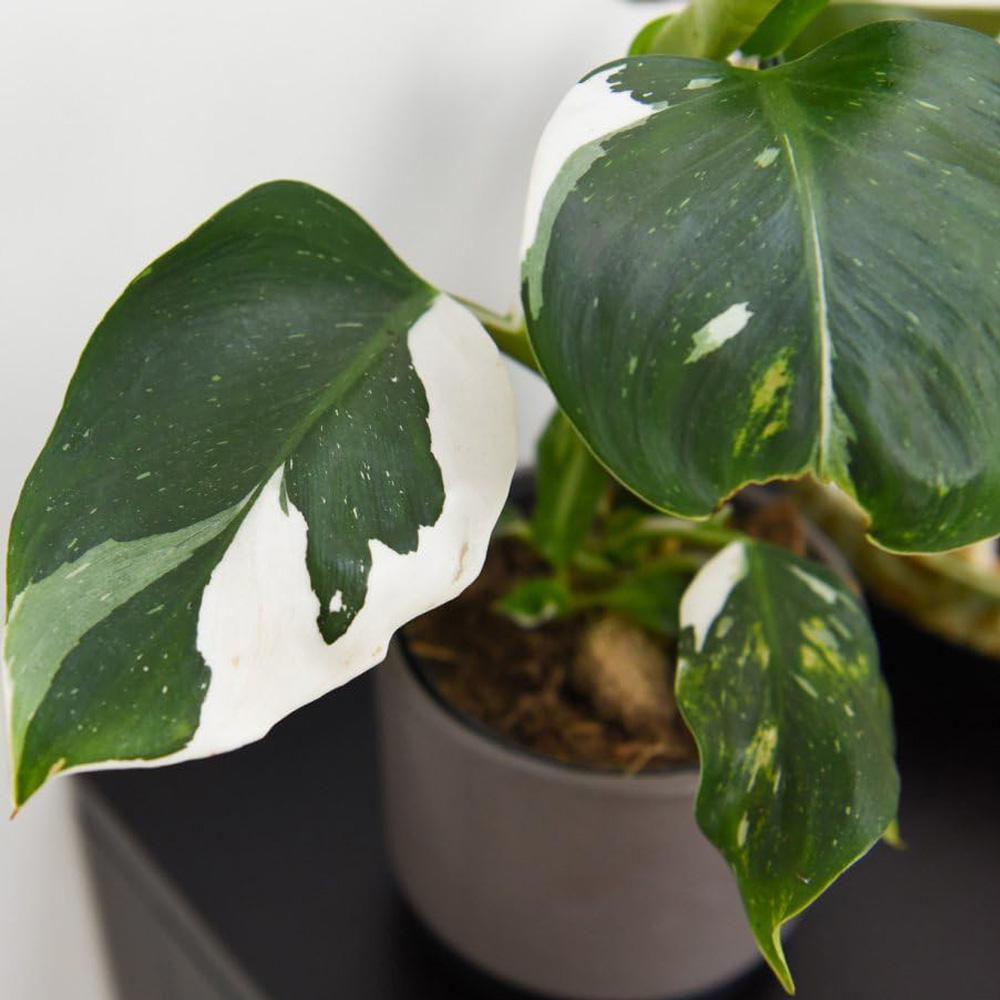 Thompson and Morgan Philodendron Erubescens White Knight Plant Pot 11cm Image 1