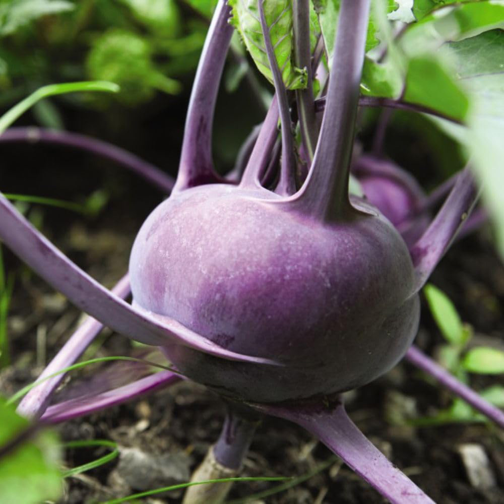 Thompson and Morgan Kohl Rabi Kolibri F1 Hybrid Seeds Image 1