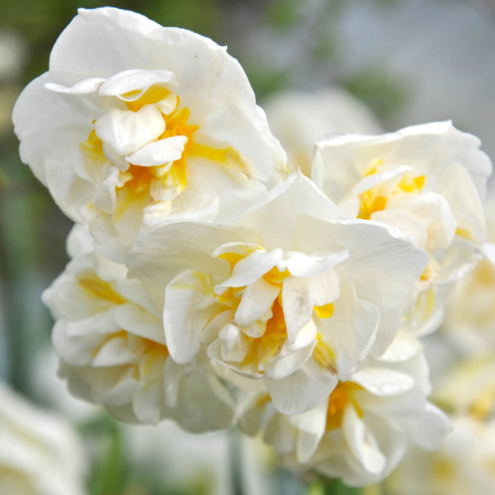 YouGarden Narcissus Bridal Crown Planting Bulb 30 Pack Image 3