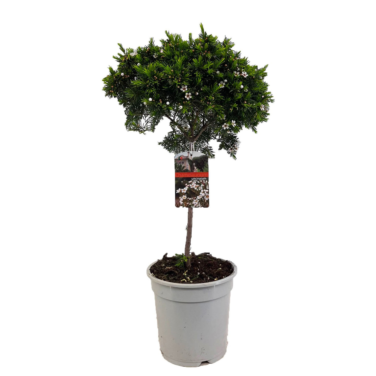 Chamelaucium Waxflower Stem 20cm - Green and Pink Image