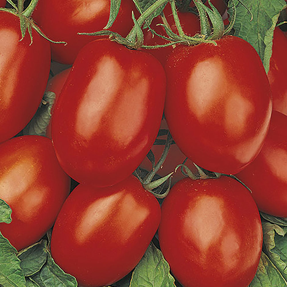 Wilko Tomato Rio Grande Seeds Image 1