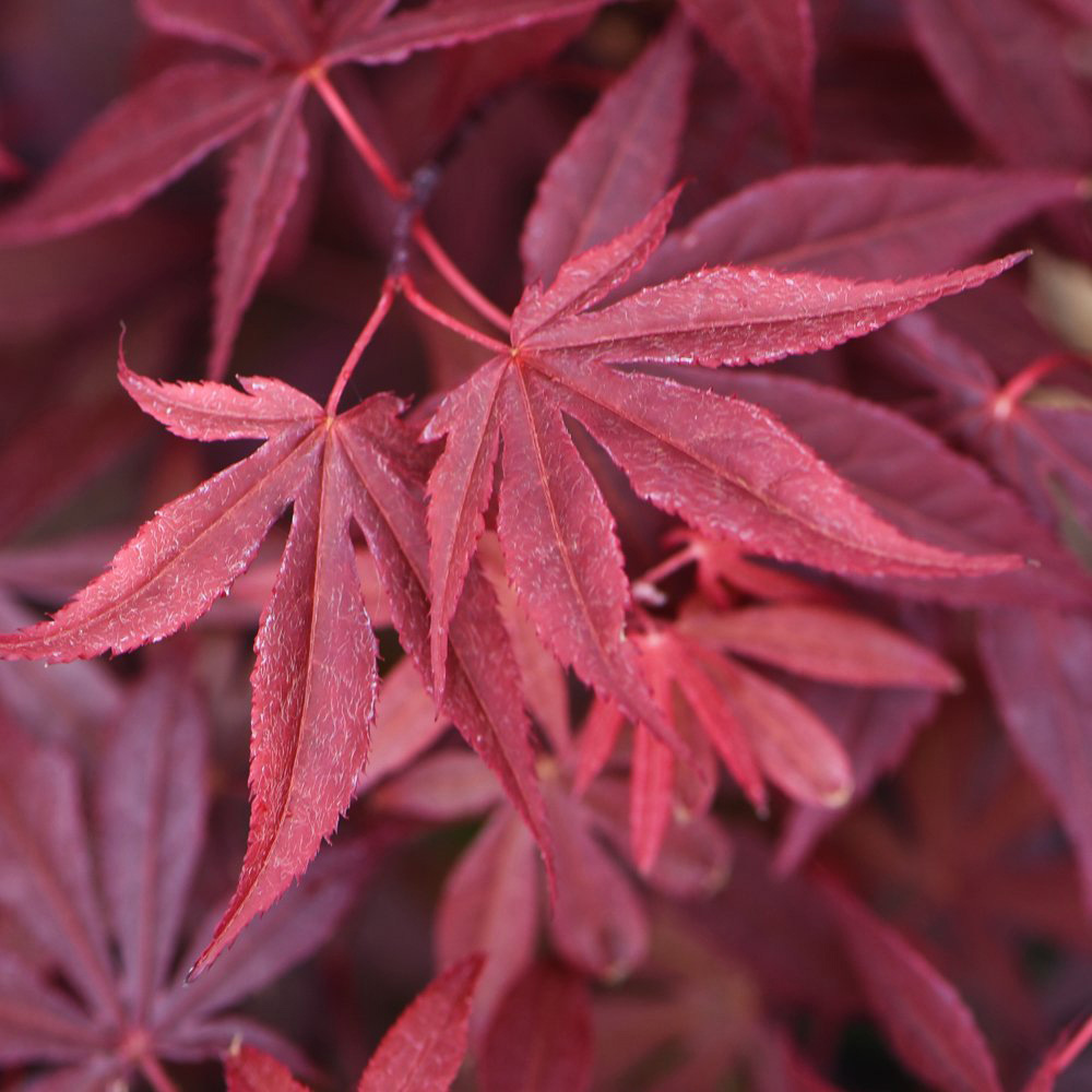 Thompson & Morgan Acer Palmatum Atropurpureum Plant Pot 7cm Image 1