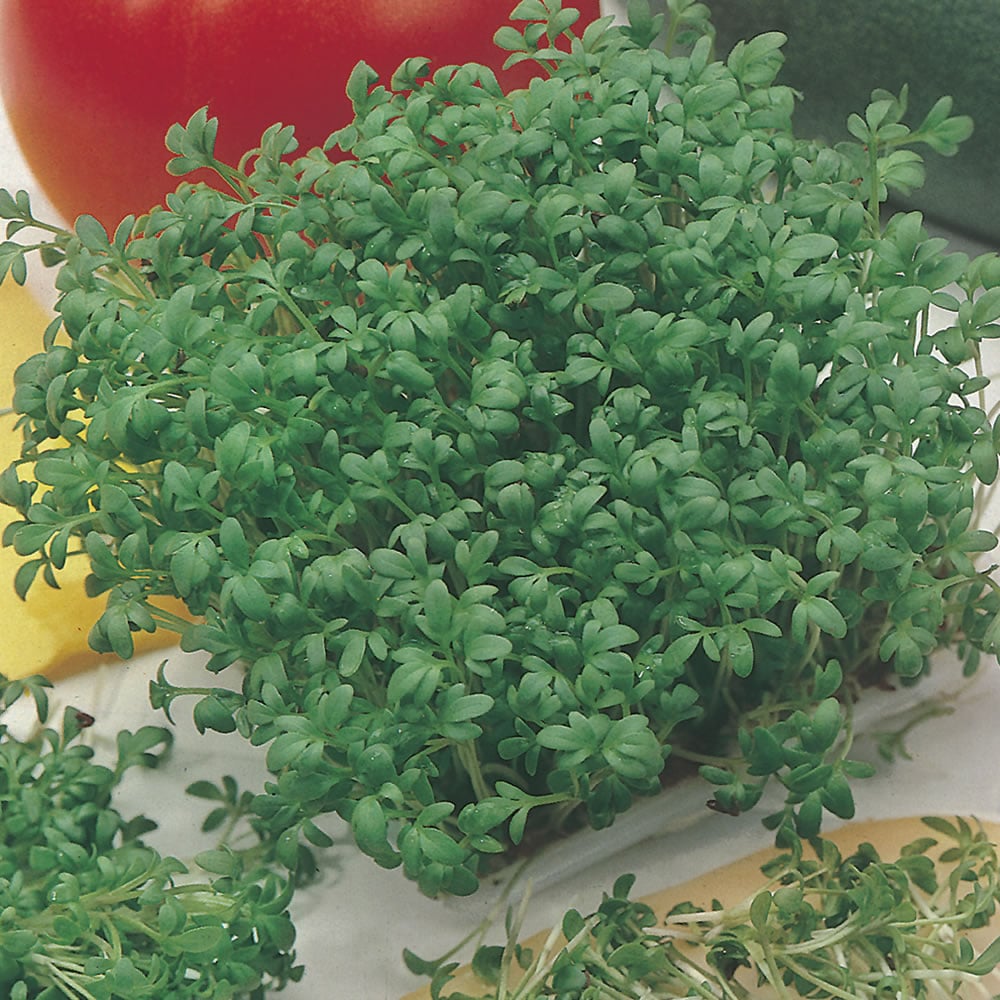 Johnsons Cress Curled Seeds Image 1