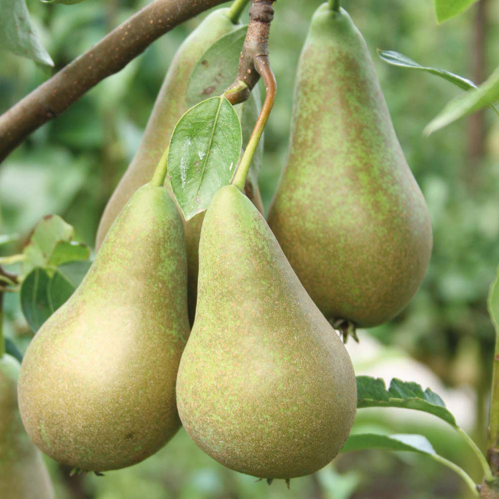 Thompson and Morgan Mini Fruit Collection Plant Pot 9cm 5 Pack Image 4