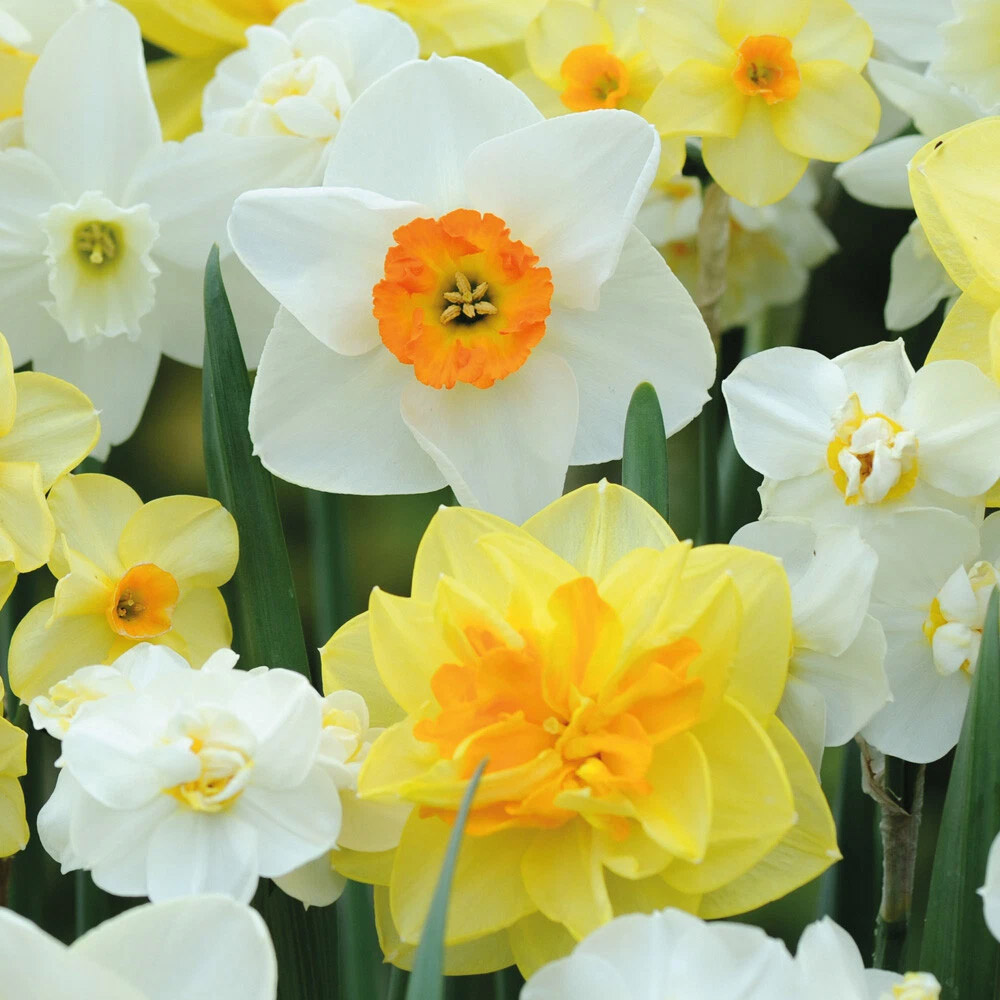Thompson and Morgan Daffodil Mixed Collection Spring Planting Bulb 8 Pack Image 5