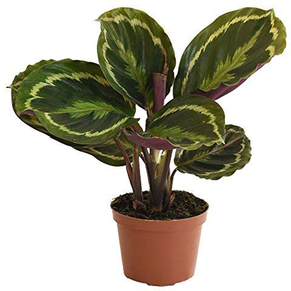 Thompson and Morgan Calathea Roseopicta Medallion Potted Plant 9cm Image 2