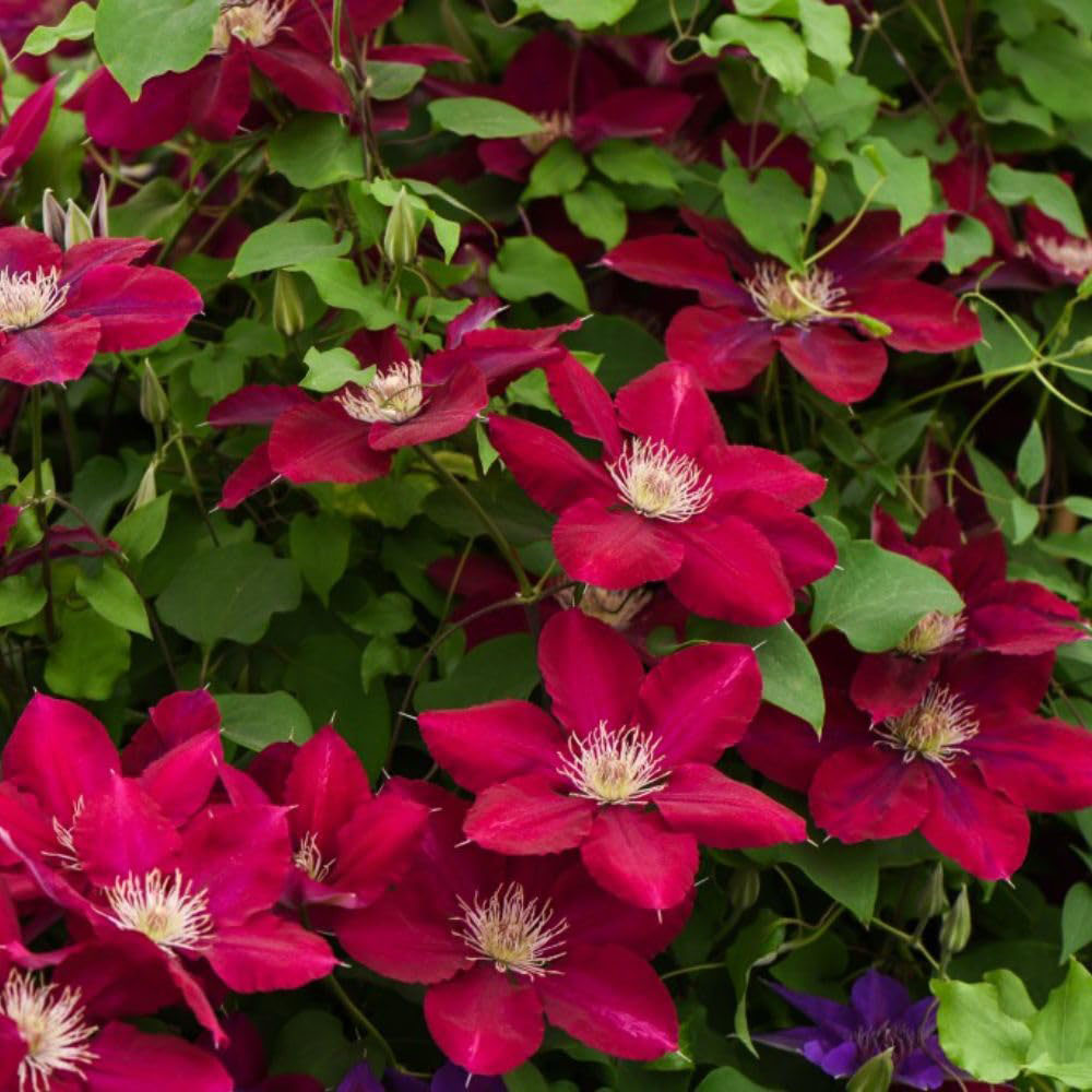 Thompson and Morgan Clematis Rebecca Plant Pot 3L 2 Pack Image 3