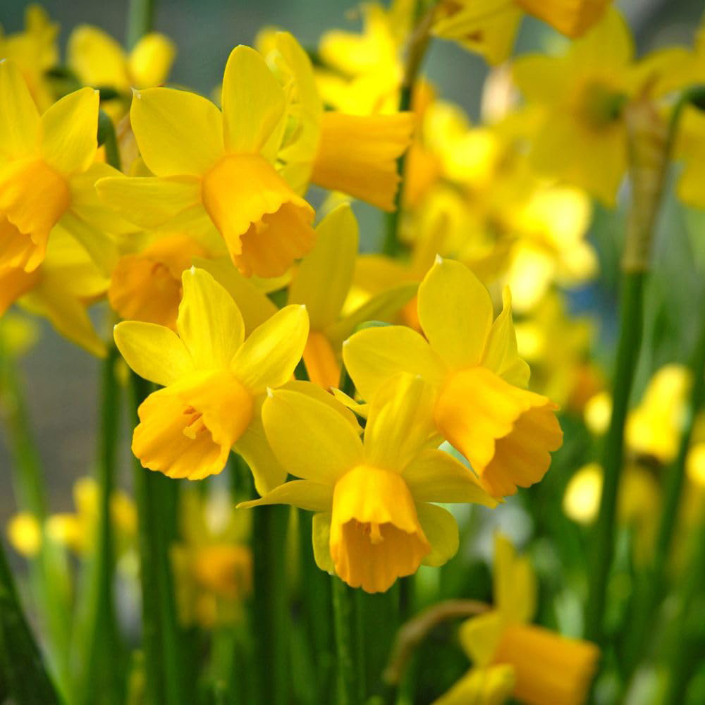 Thompson and Morgan Daffodil Tete-a-Tete Bulb 200 Pack Image 4