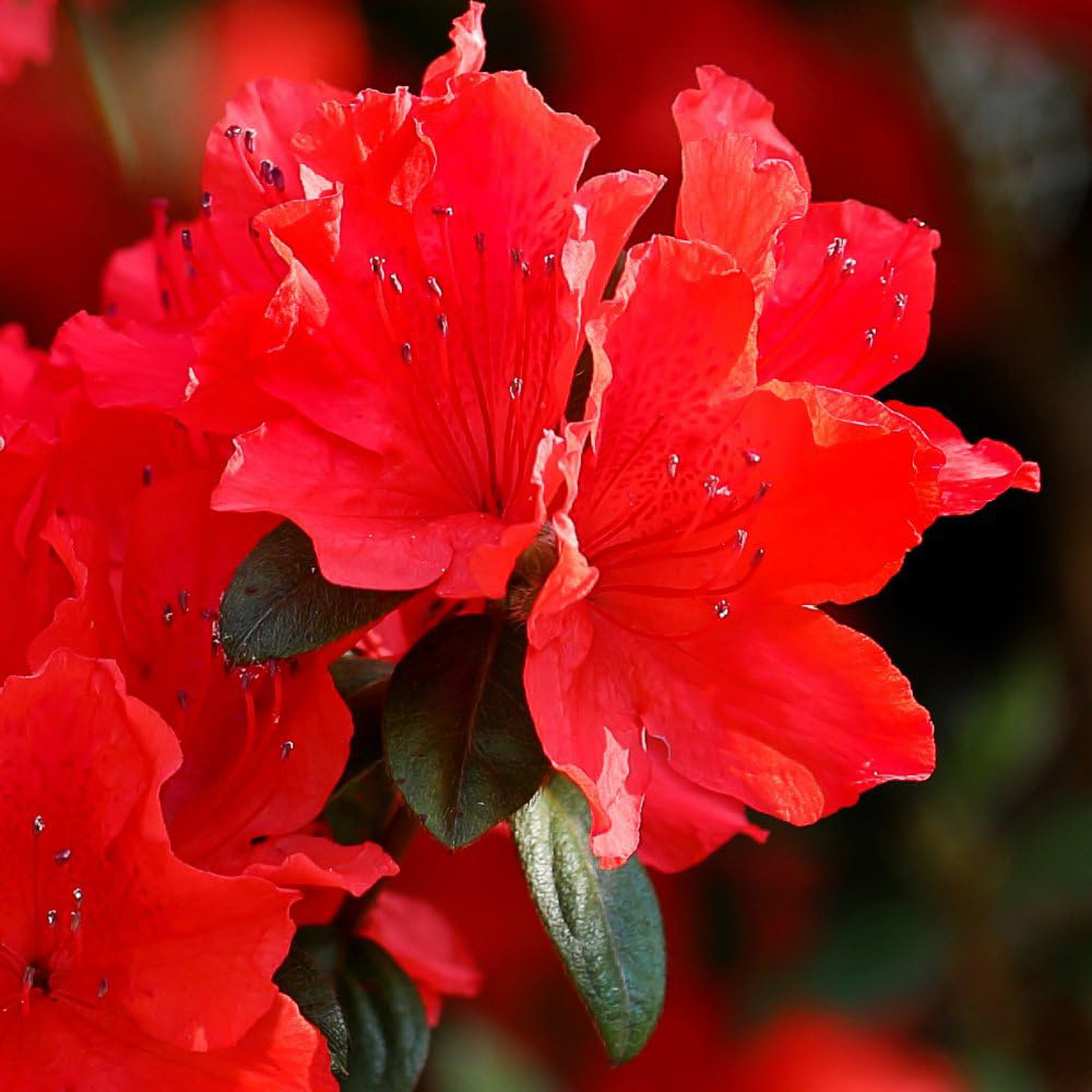 Thompson and Morgan Azalea Japonica Red Plant Pot 17cm Image 2