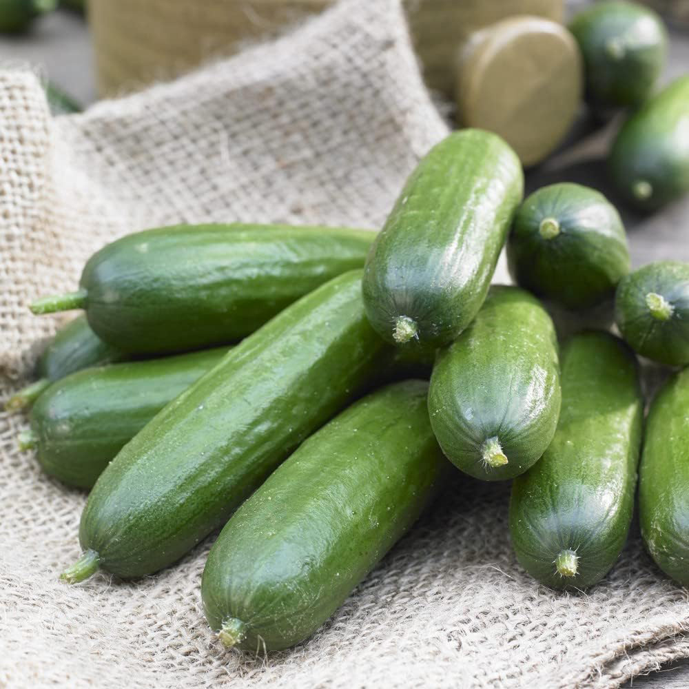 Thompson and Morgan Nurserymans Choice Grafted Vegetable Plant Pot 9cm Image 4