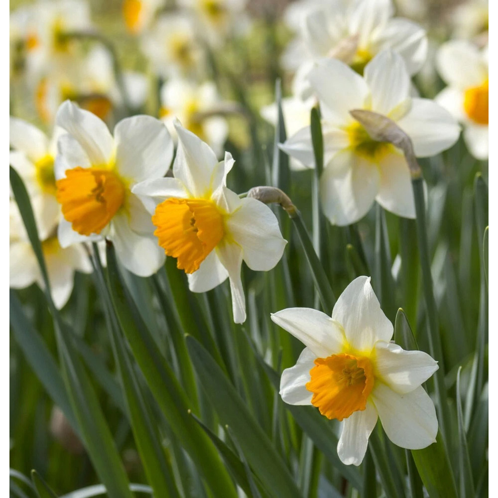 Thompson and Morgan Daffodil Pink Pride Spring Planting Bulb 8 Pack Image 3