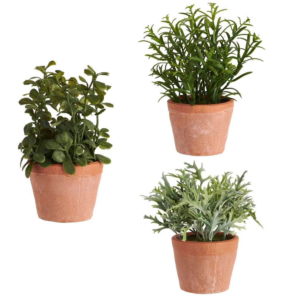 Wilko Assorted Herbs Plant Image 1