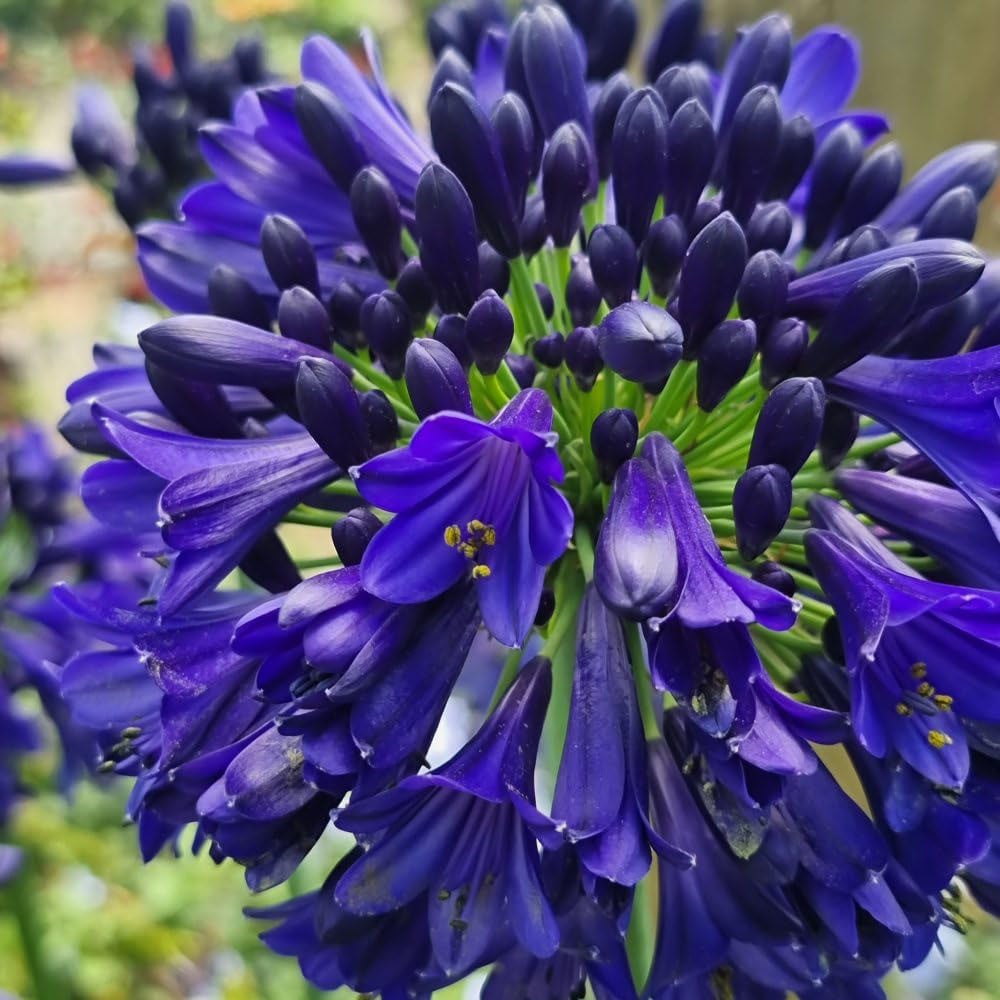 Thompson and Morgan Agapanthus Midnight Sky Plant Pot 9cm Image 1