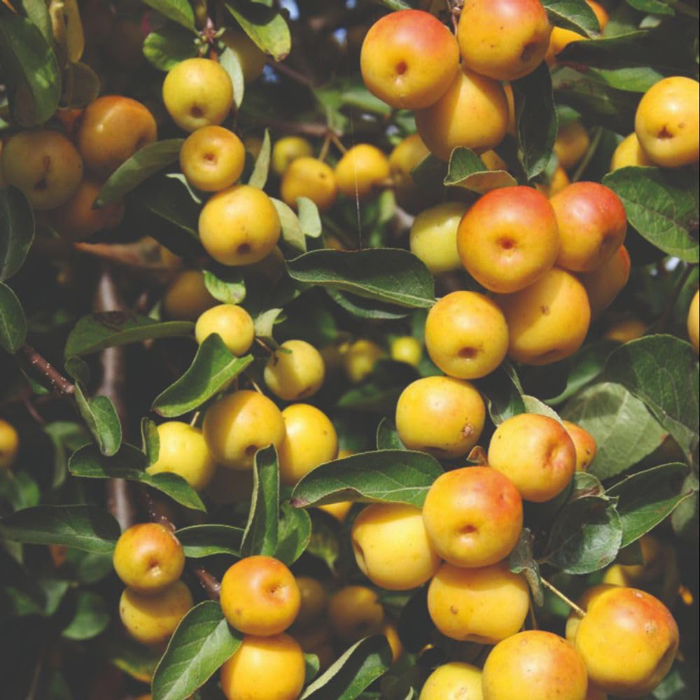 Thompson and Morgan Malus Crab Apple Butterball MM106 Rootstock Bare Root Tree 2 Pack Image 1
