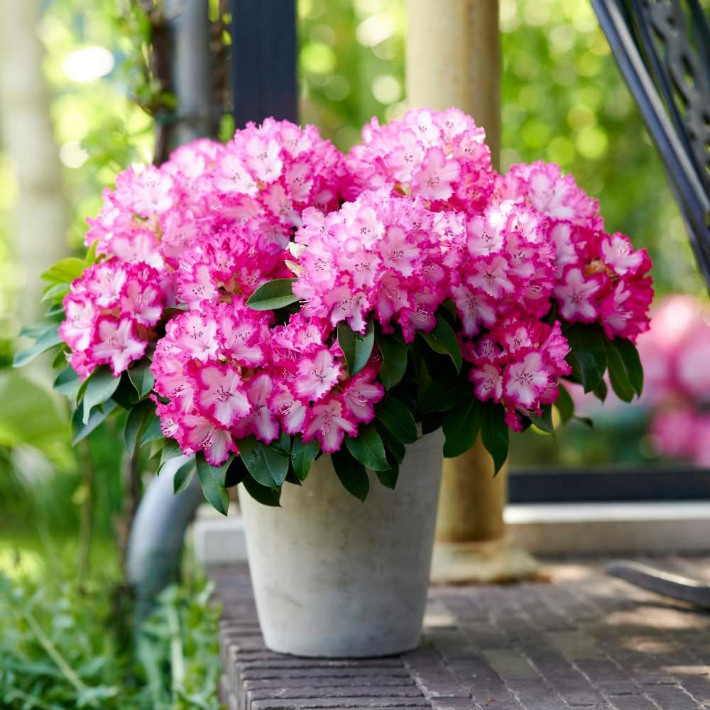 Thompson and Morgan Rhododendron XXL Plant Pot 9cm Image 2
