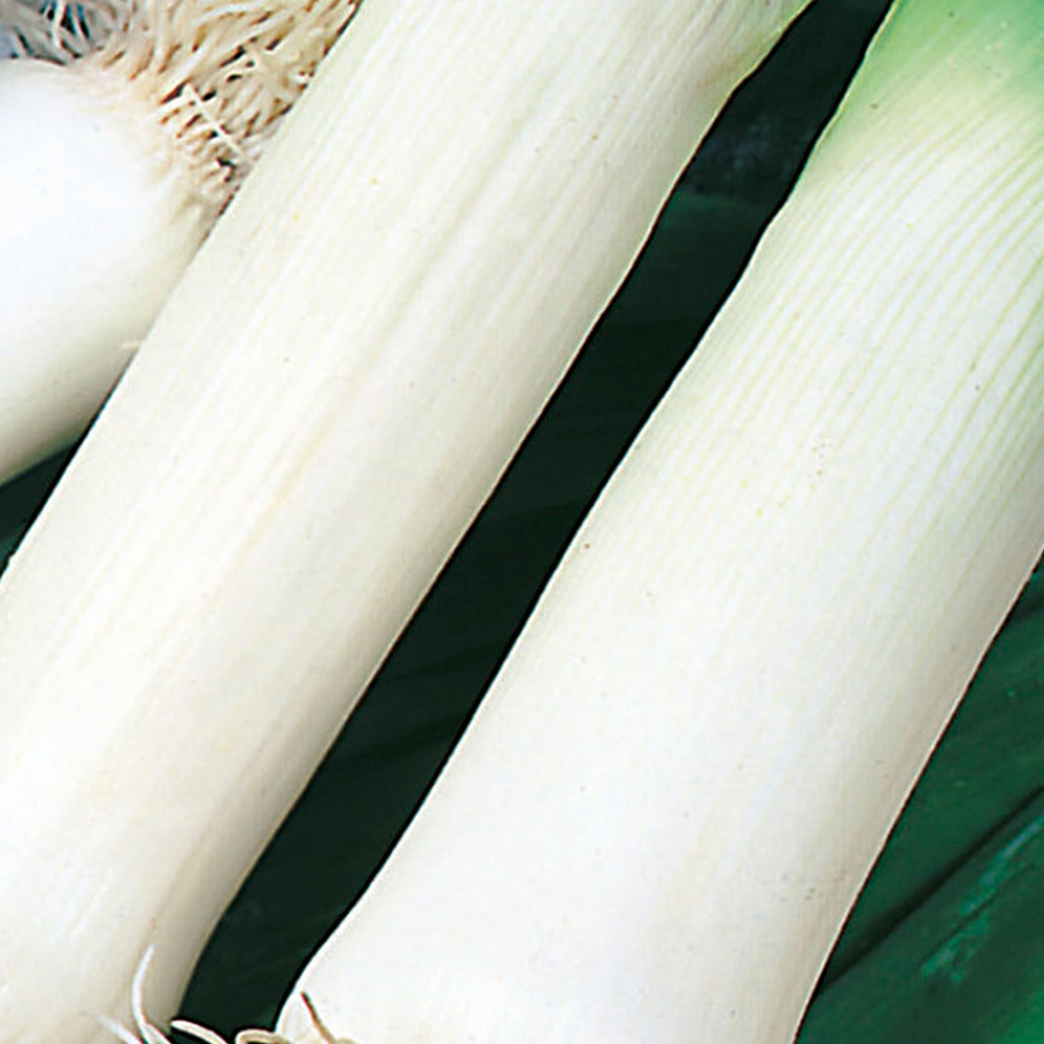 Johnsons Jonhsons Musselburgh Leek Seeds Image 1