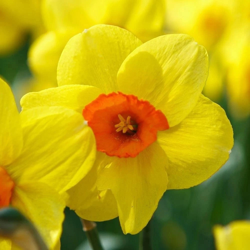 Thompson and Morgan Daffodil Jonquilla Martinette Planting Bulb 16 Pack Image 4