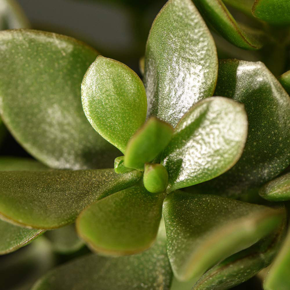 Thompson & Morgan Crassula Hulk Potted Plant 2 Pack Image 2