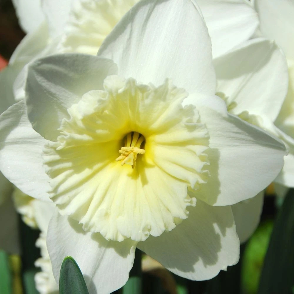 Thompson and Morgan Daffodil White Diamonds Mixture Autumn Planting Bulb 8 Pack Image 1