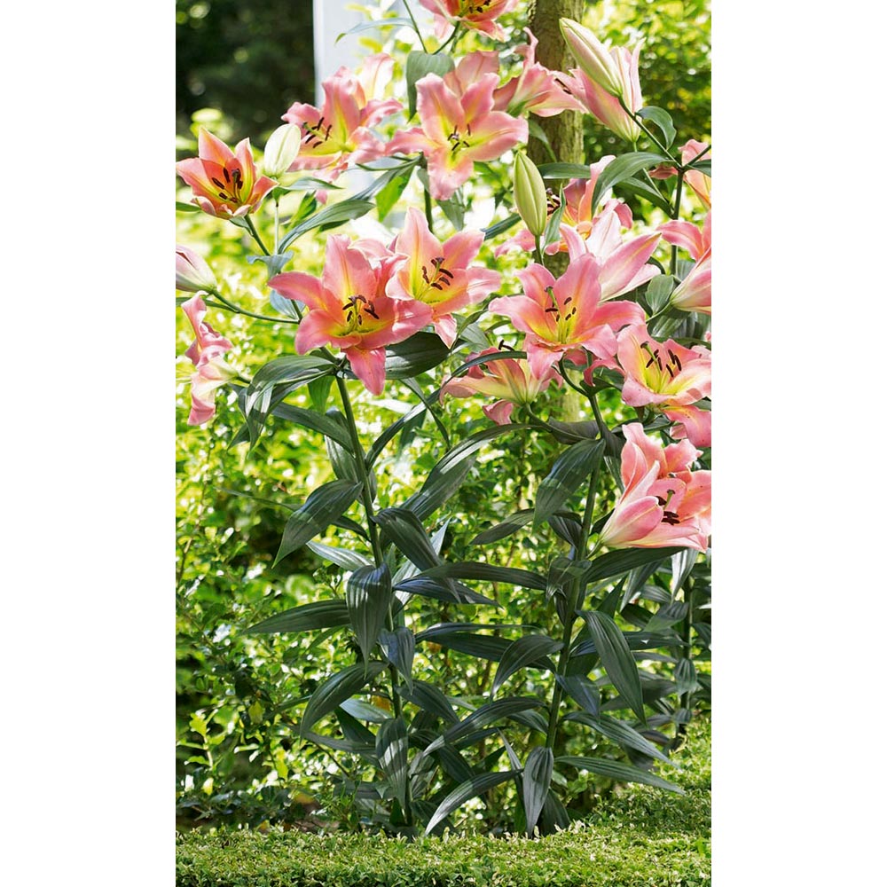 Wilko Tower Lily On Stage 16-18cm Spring Planting Bulb 2 Pack Image 2