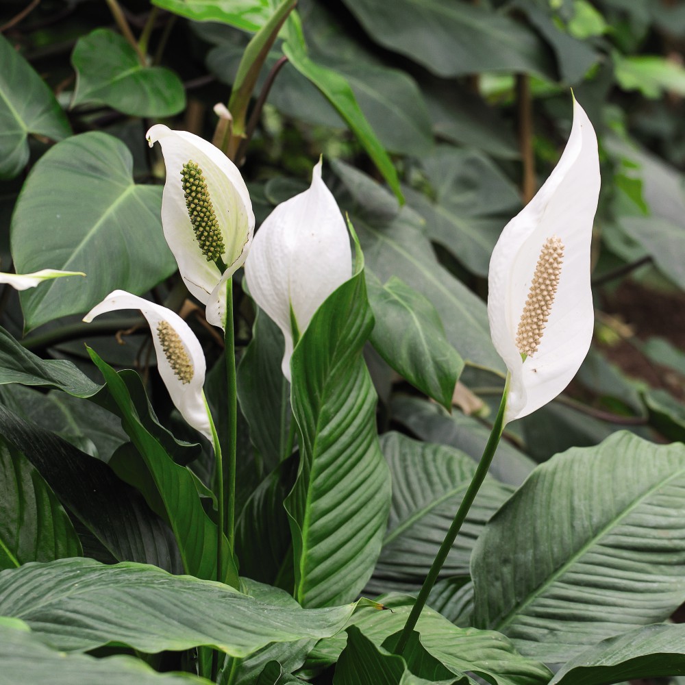 Thompson and Morgan Spathiphyllum Peace Lily Torelli Air So Pure Plant Pot 12cm Image 4