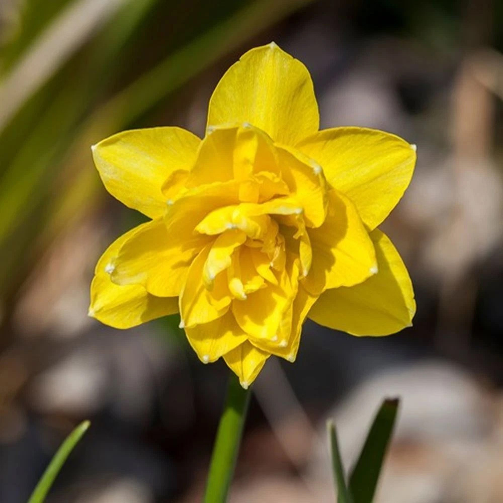 Thompson and Morgan Daffodil Cornish Miniatures Collection Planting Bulb 24 Pack Image 7