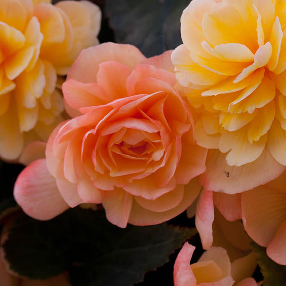 YouGarden Begonia Apricot Shades Garden Ready Plant 20 Pack Image 5