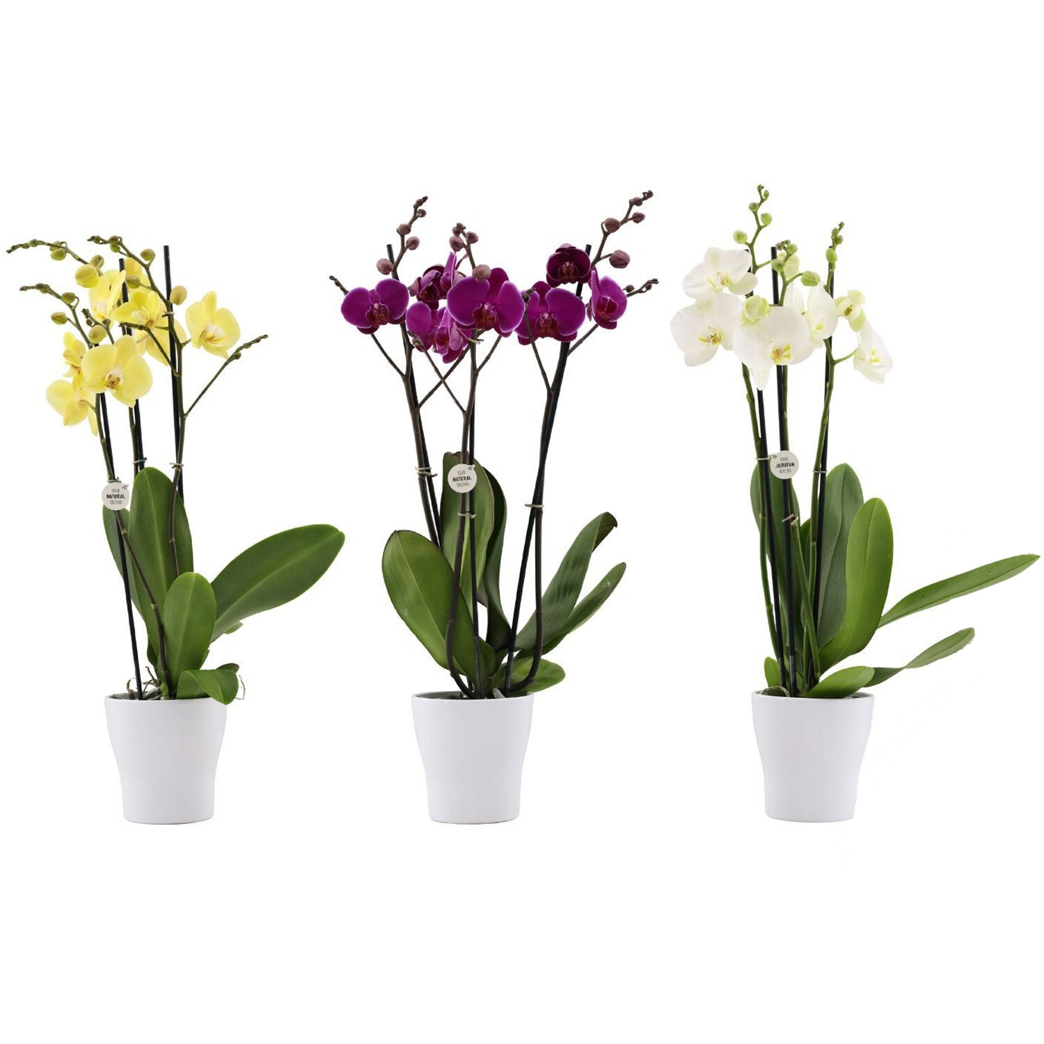 Phalaenopsis Orchid Spikes in Ceramic Pot Image 2