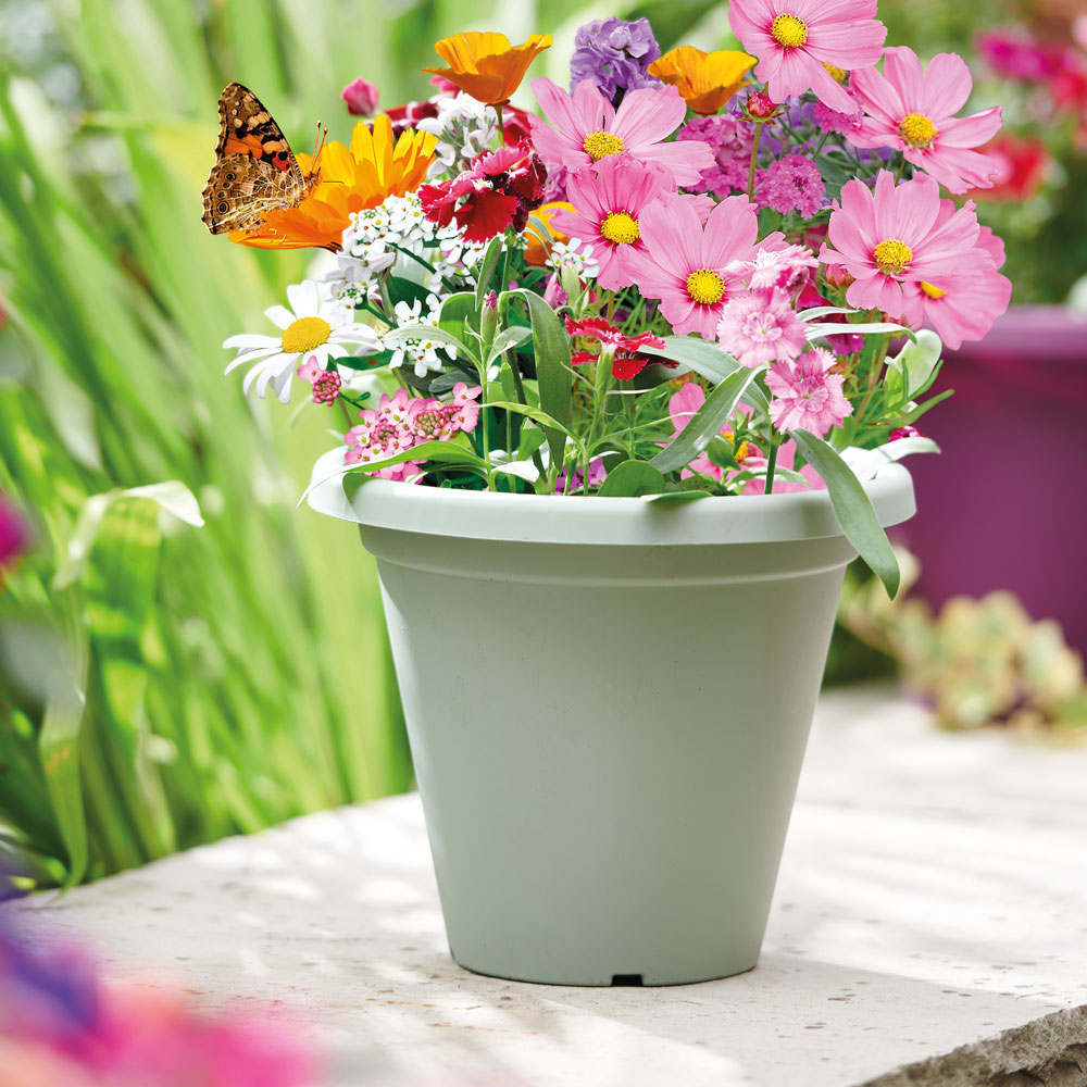 Clever Pots Butterfly Garden Sow and Grow Kit with a 19/20cm Round Pot Image 4