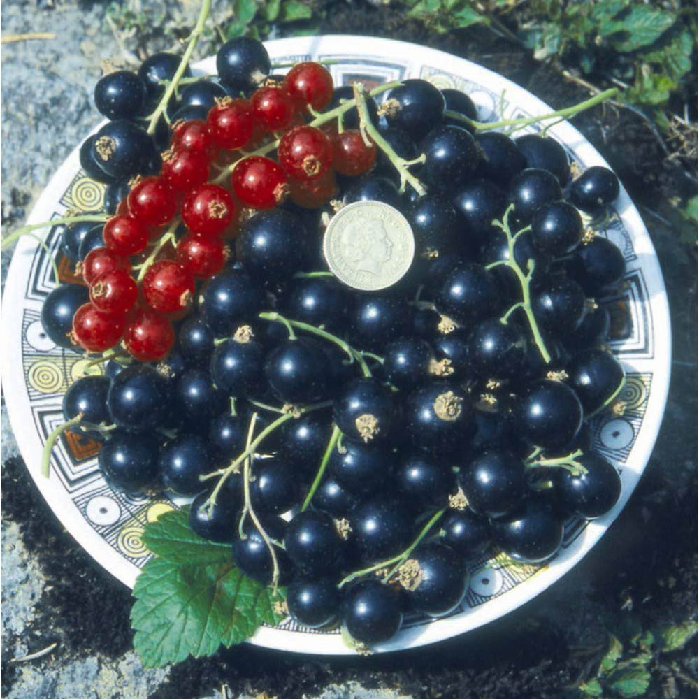 Thompson and Morgan Blackcurrant Ribes Titania Plant Pot 9cm Image 3