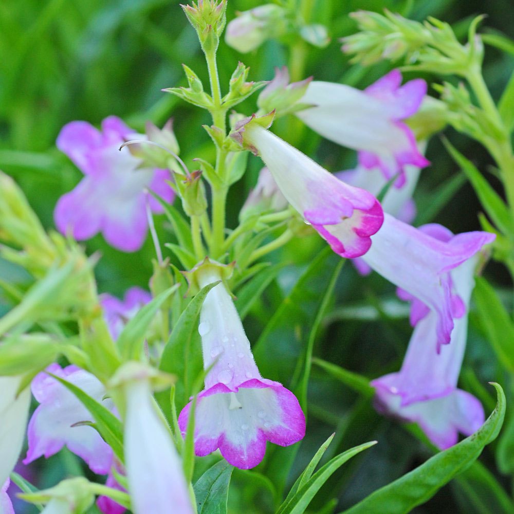 Thompson and Morgan Penstemon Laura Plant Pot 1L Image 3