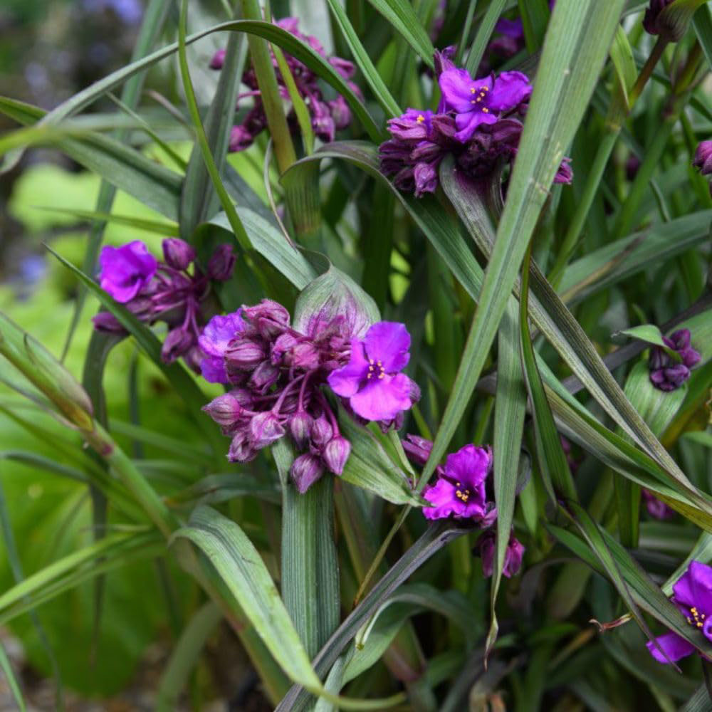 Thompson and Morgan Tradescantia Brainstorm Plant Pot 9cm 2 Pack Image 4