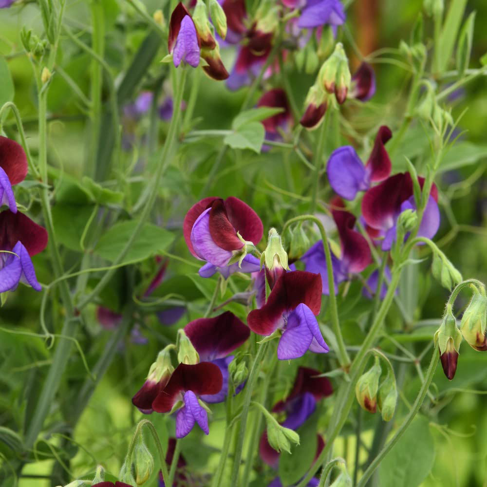 Thompson & Morgan Sweet Pea Matucana Seeds Image 3