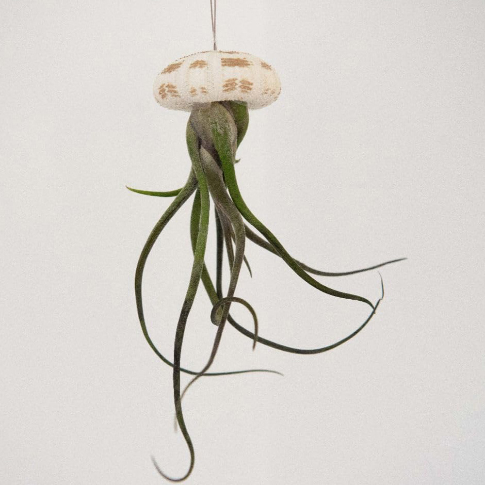 Thompson & Morgan Air Plant Tillandsia in Sea Urchin 2 Pack Image 1