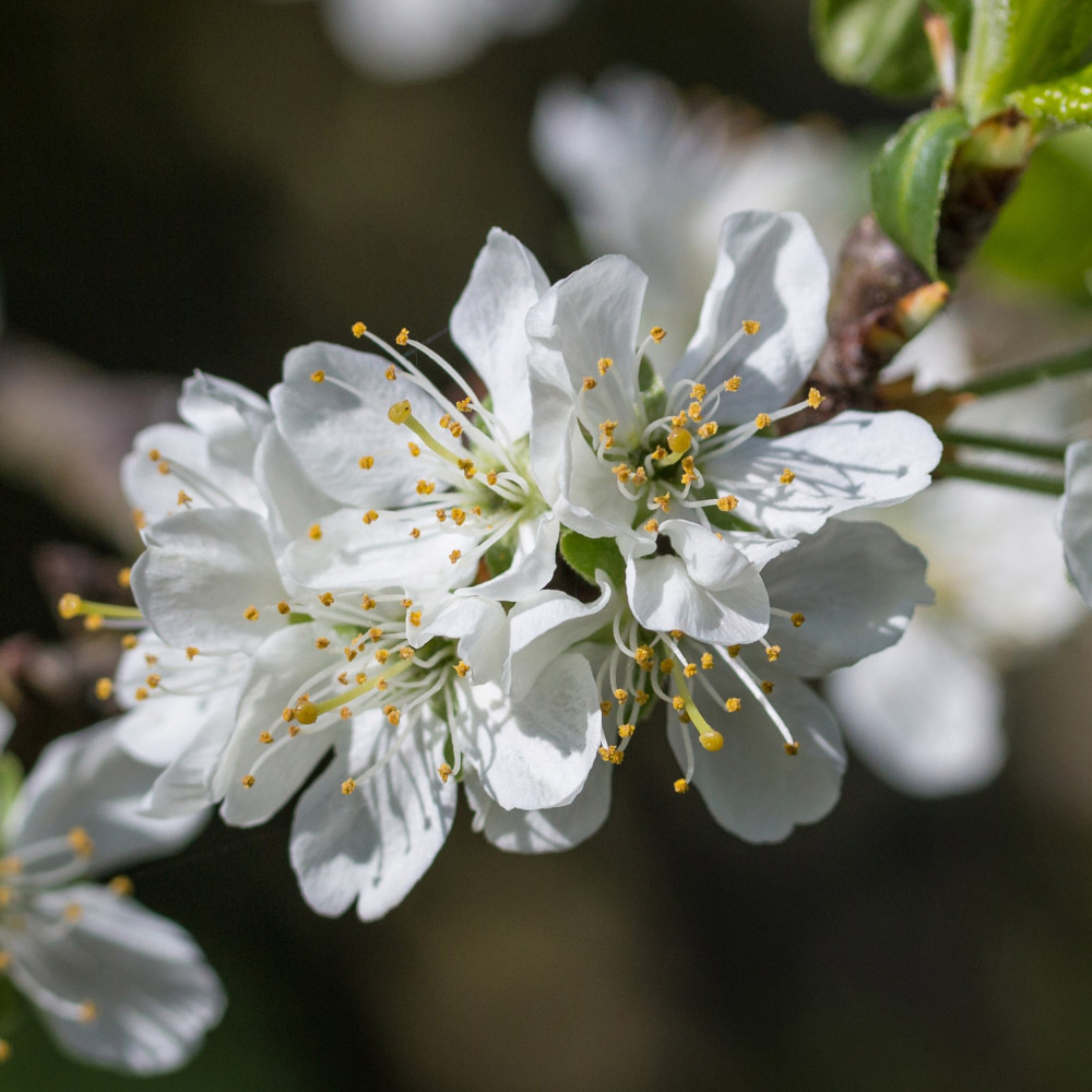 Thompson and Morgan Wonder Tree Plum Victoria Plant in Pot 24cm Image 3