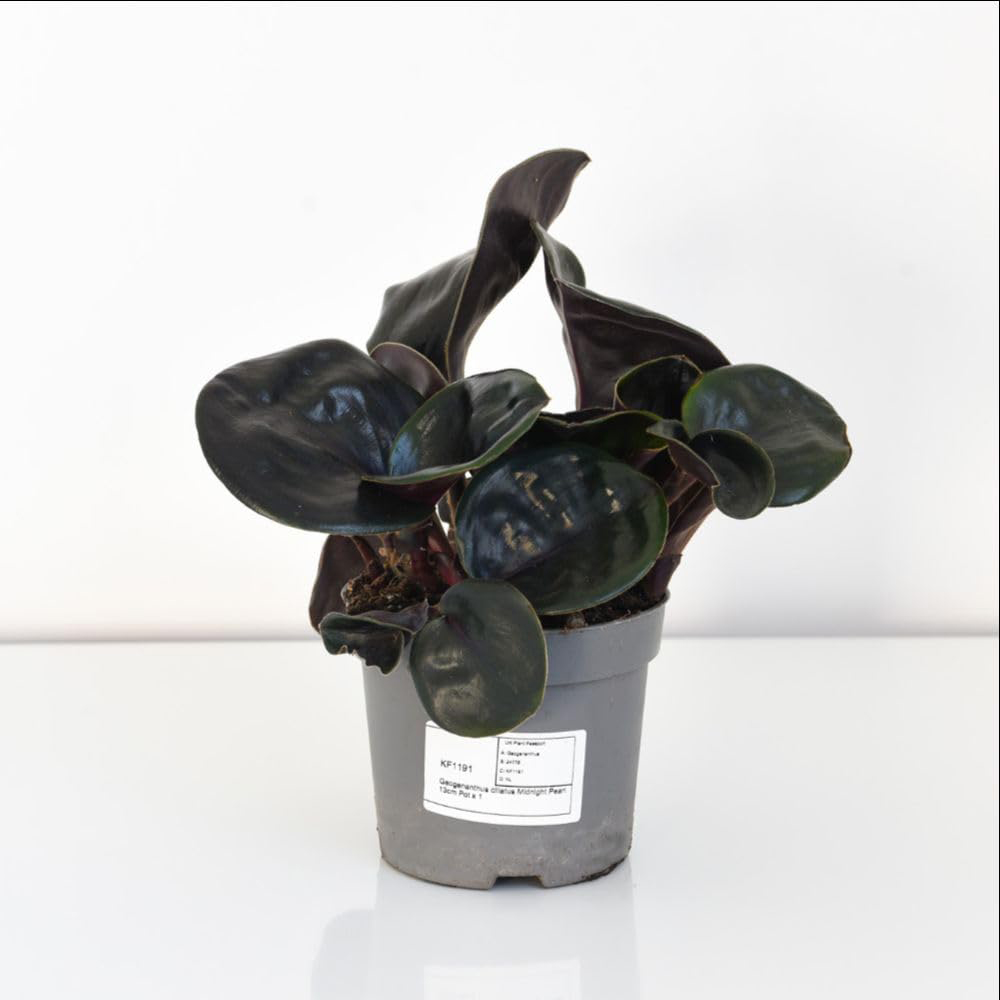 Thompson and Morgan Geogenanthus Ciliatus Midnight Pearl Plant Pot 13cm 2 Pack Image 2
