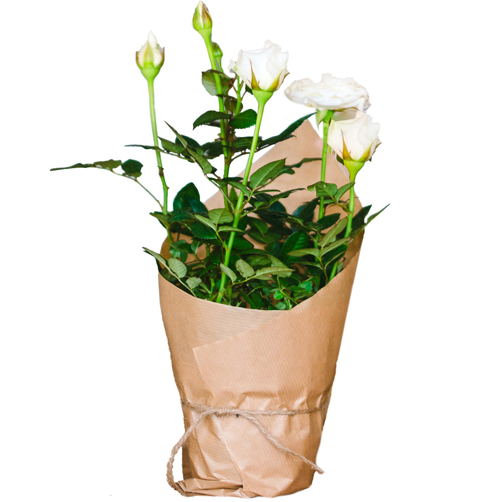 Mini White Rose Plant Image 2
