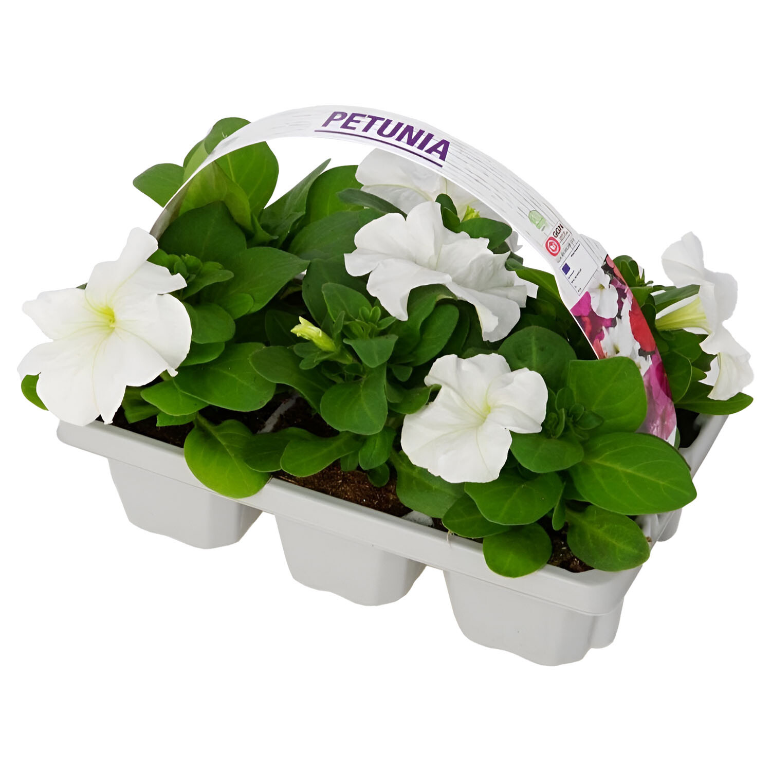 Pack of 6 Petunia Picotee Plants - White Image