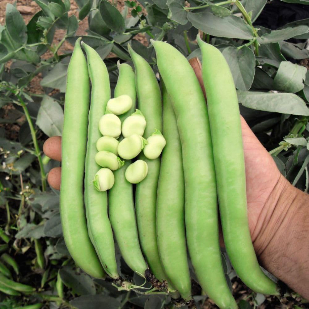 Thompson & Morgan Broad Bean Luz De Otono Seeds Image 2