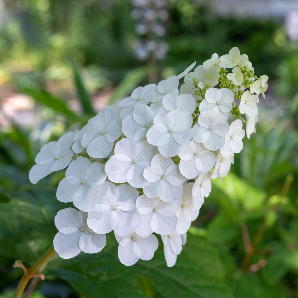 Thompson and Morgan Hydrangea Quercifolia Jetstream Plant Pot 25L Image 2